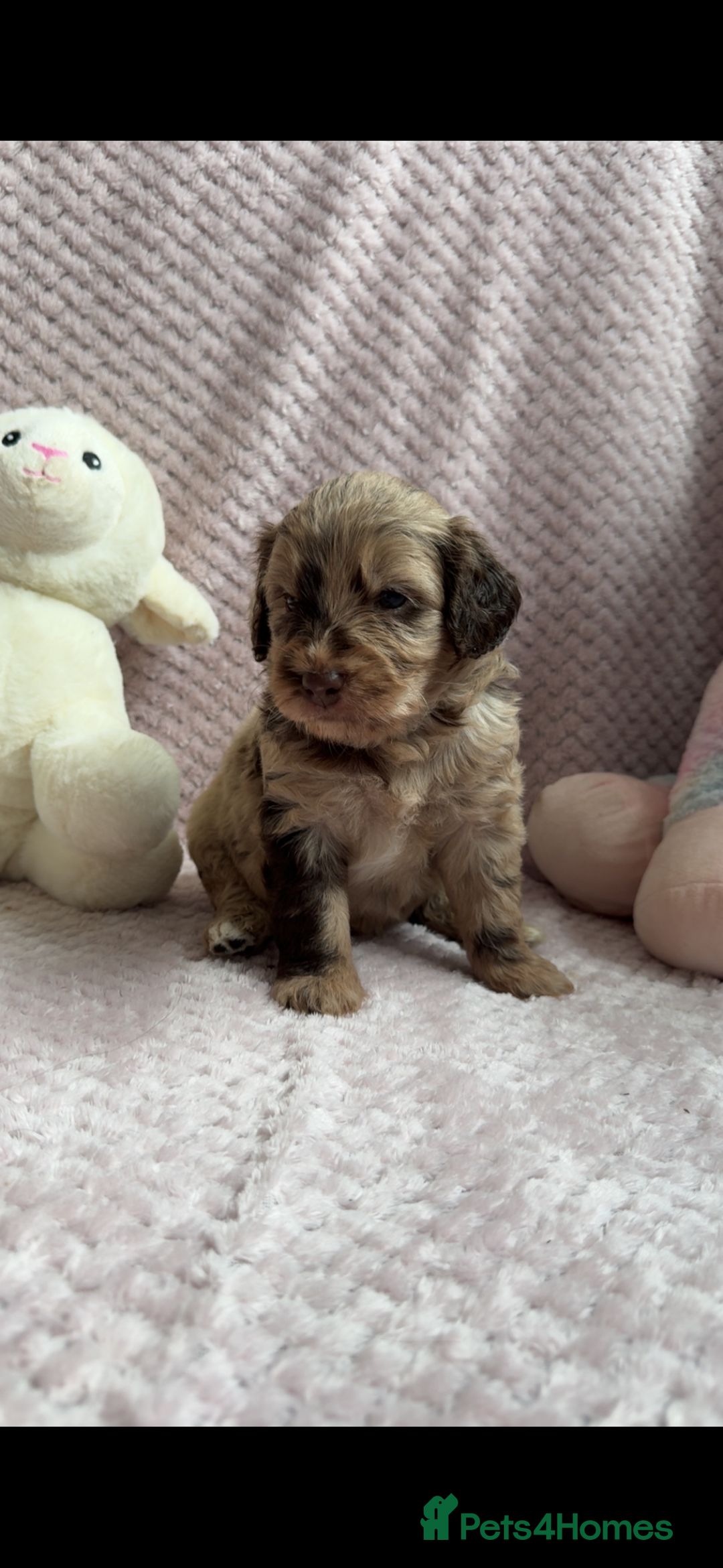 Labradoodle dogs for sale: Remaining boy Adorable Miniature Labradoodles left - Advert 6