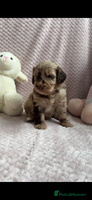 Labradoodle dogs Last 2 Adorable Miniature Labradoodles left - Advert 5