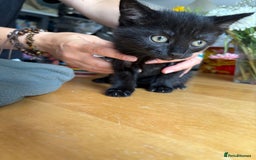 Mixed Breed cats for sale: 4 kittens ready now  - Image 3