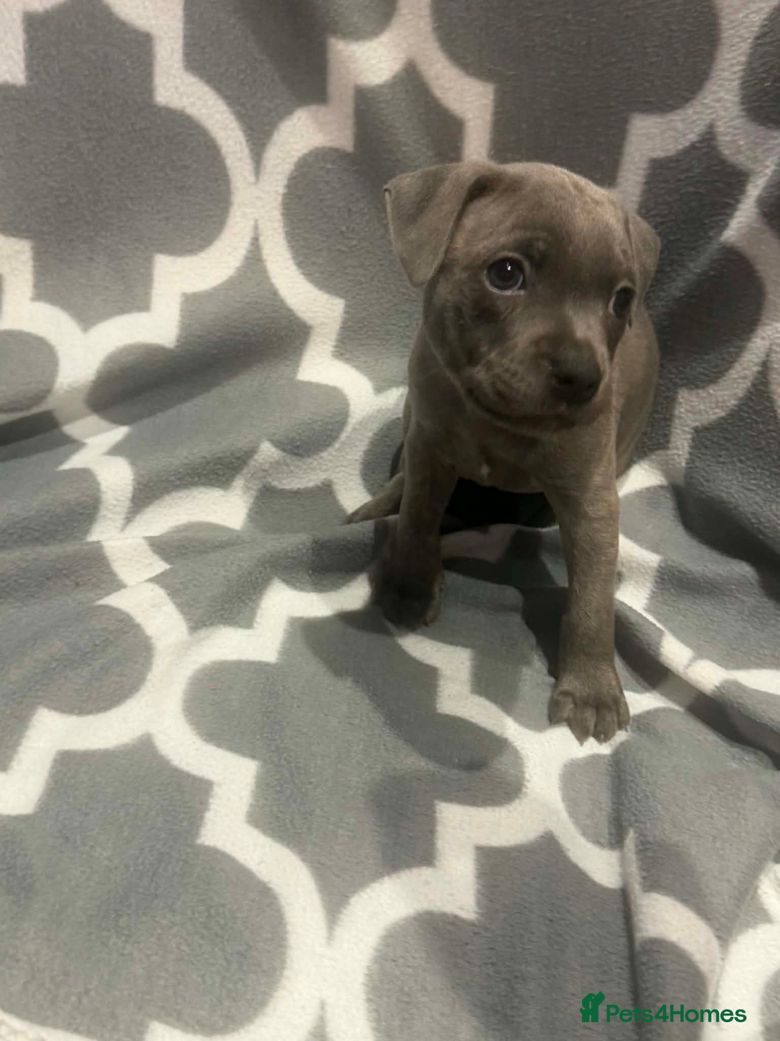 Staffordshire Bull Terrier dogs Adorable KC registered blue staffy puppies  - Advert 2