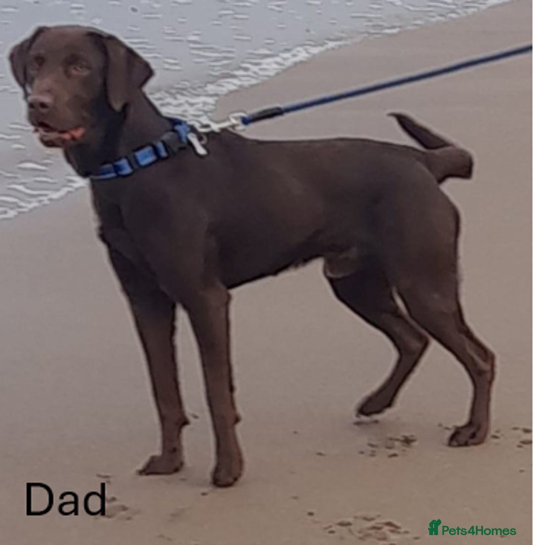 Labrador Retriever dogs for sale: Labrador Puppies!!! - Advert 4