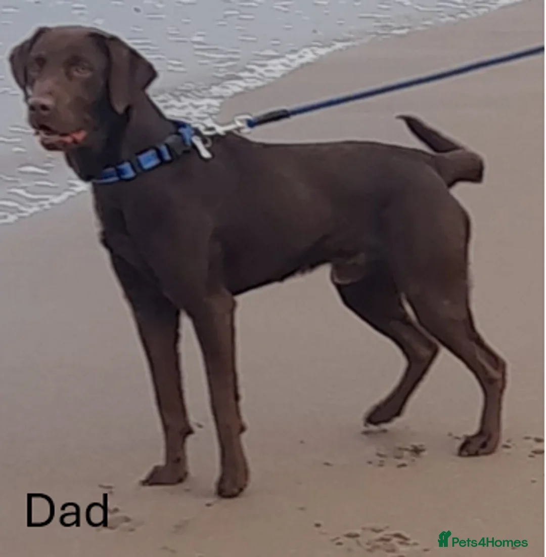 Labrador Retriever dogs for sale: *1 LEFT!* LABRADOR PUPPIES! - Advert 4