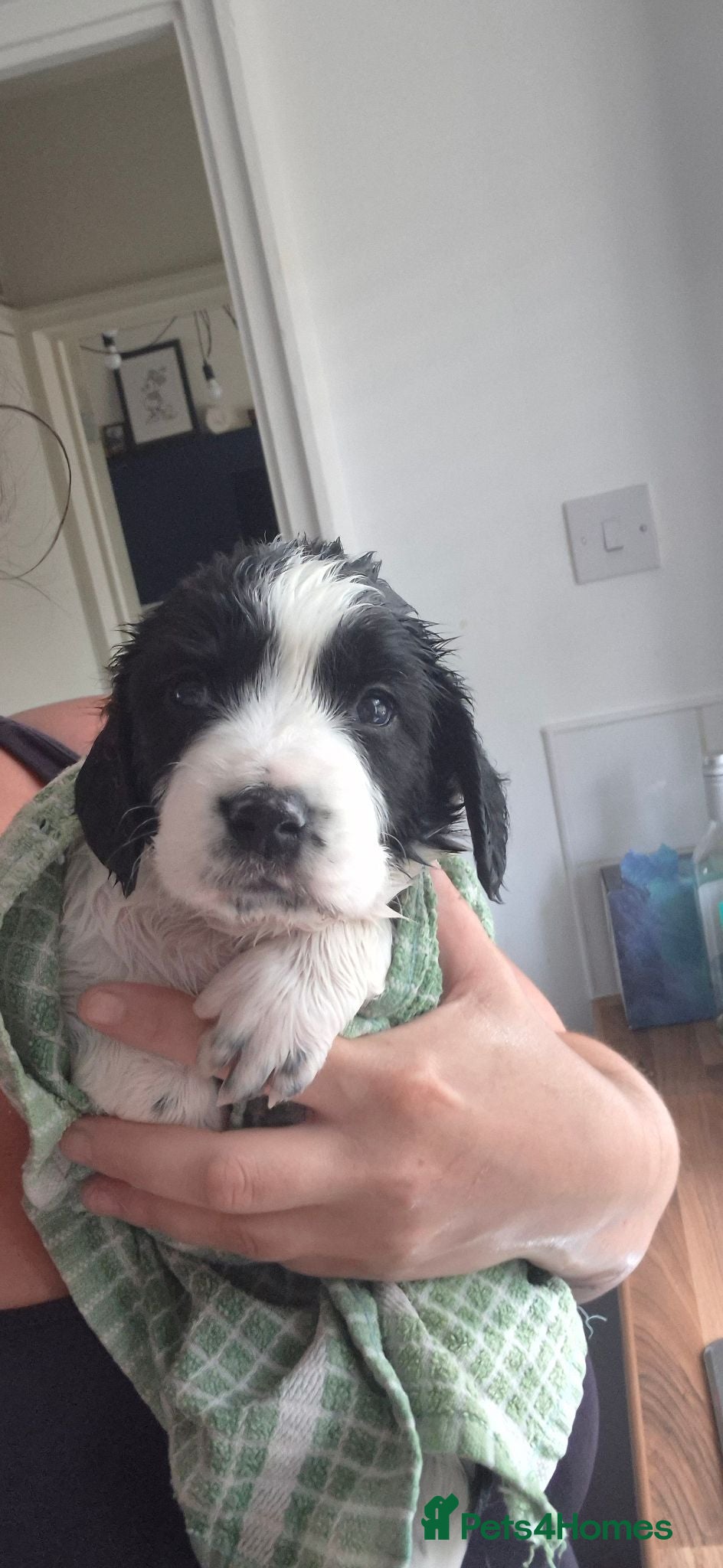 English Springer Spaniel dogs Black and white female - Advert 1