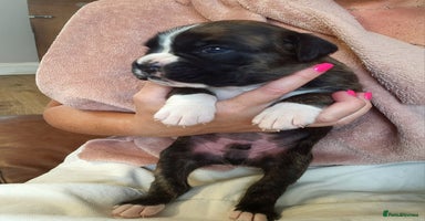Boxer dogs - Advert 2