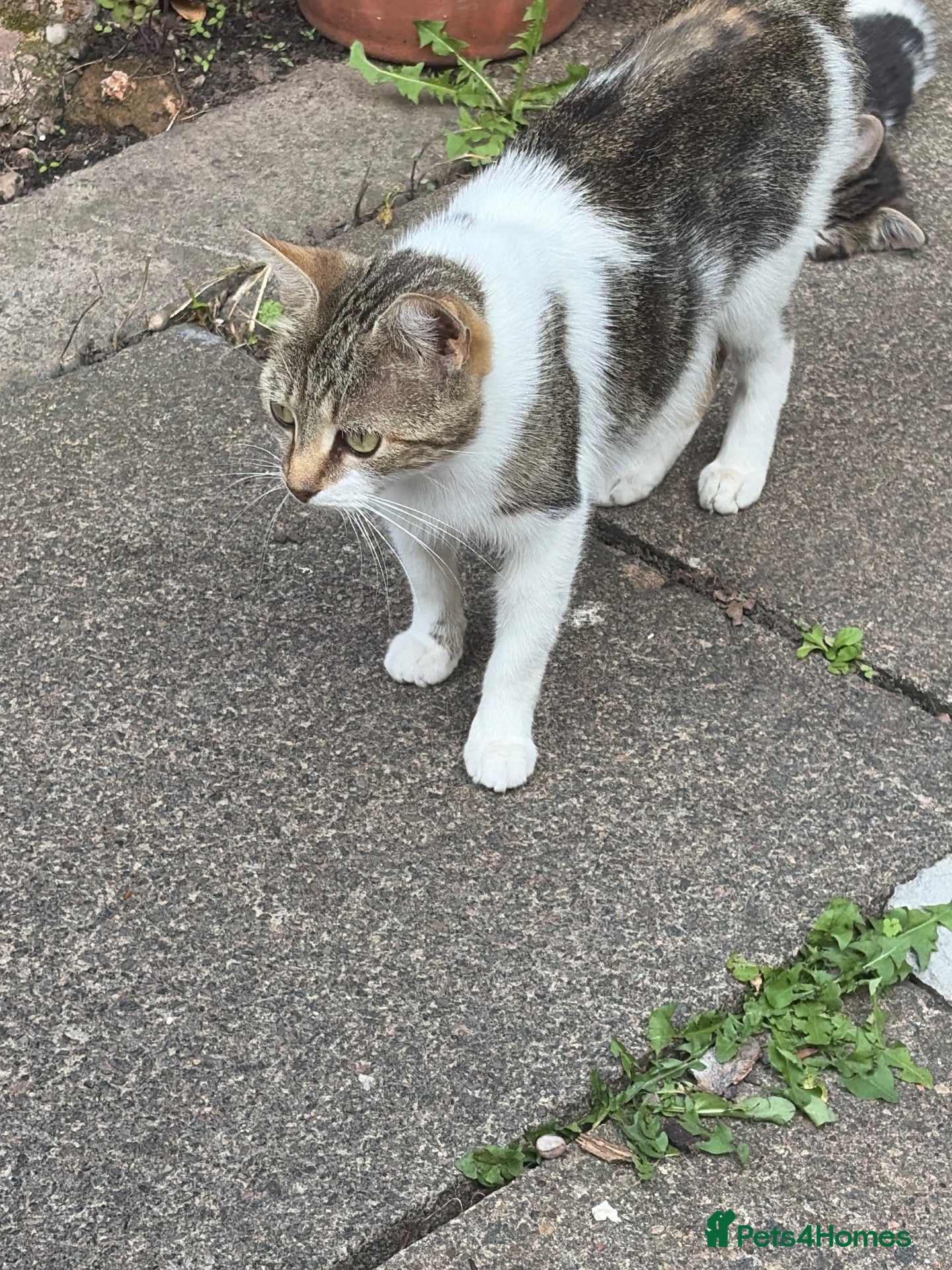 Domestic Shorthair cats 4 kittens, 2 boys and 2 girls  - Advert 10