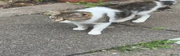 Domestic Shorthair cats for sale: 4 kittens, 2 boys and 2 girls  - Advert 1