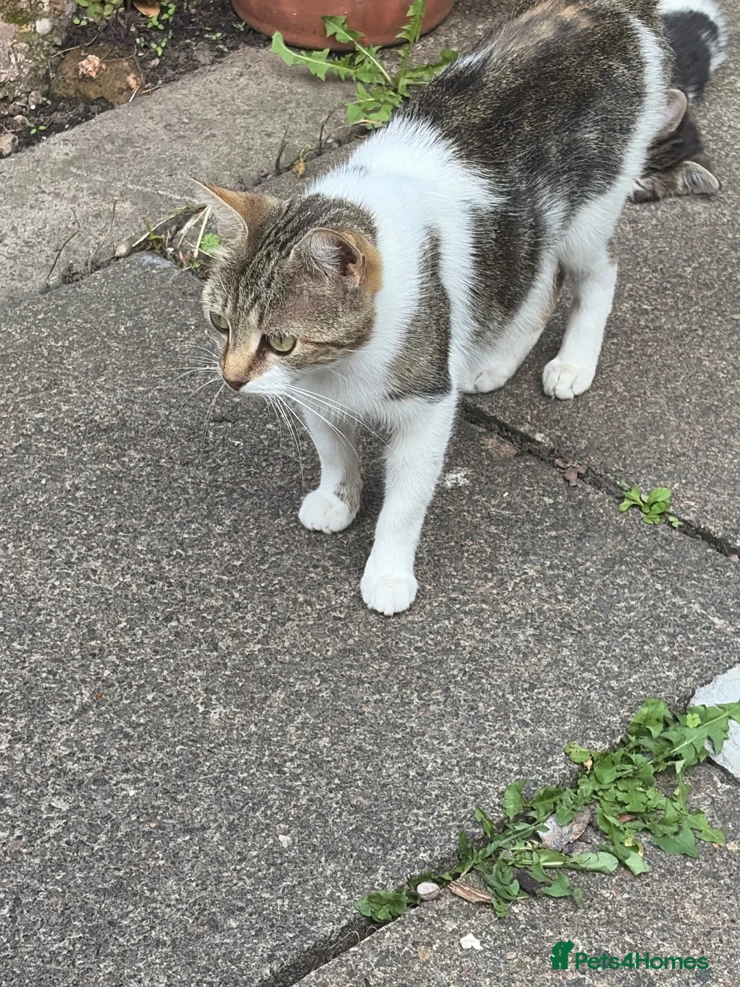 Domestic Shorthair cats for sale: 4 kittens, 2 boys and 2 girls  - Advert 1