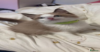 Ragdoll cats - Advert 6