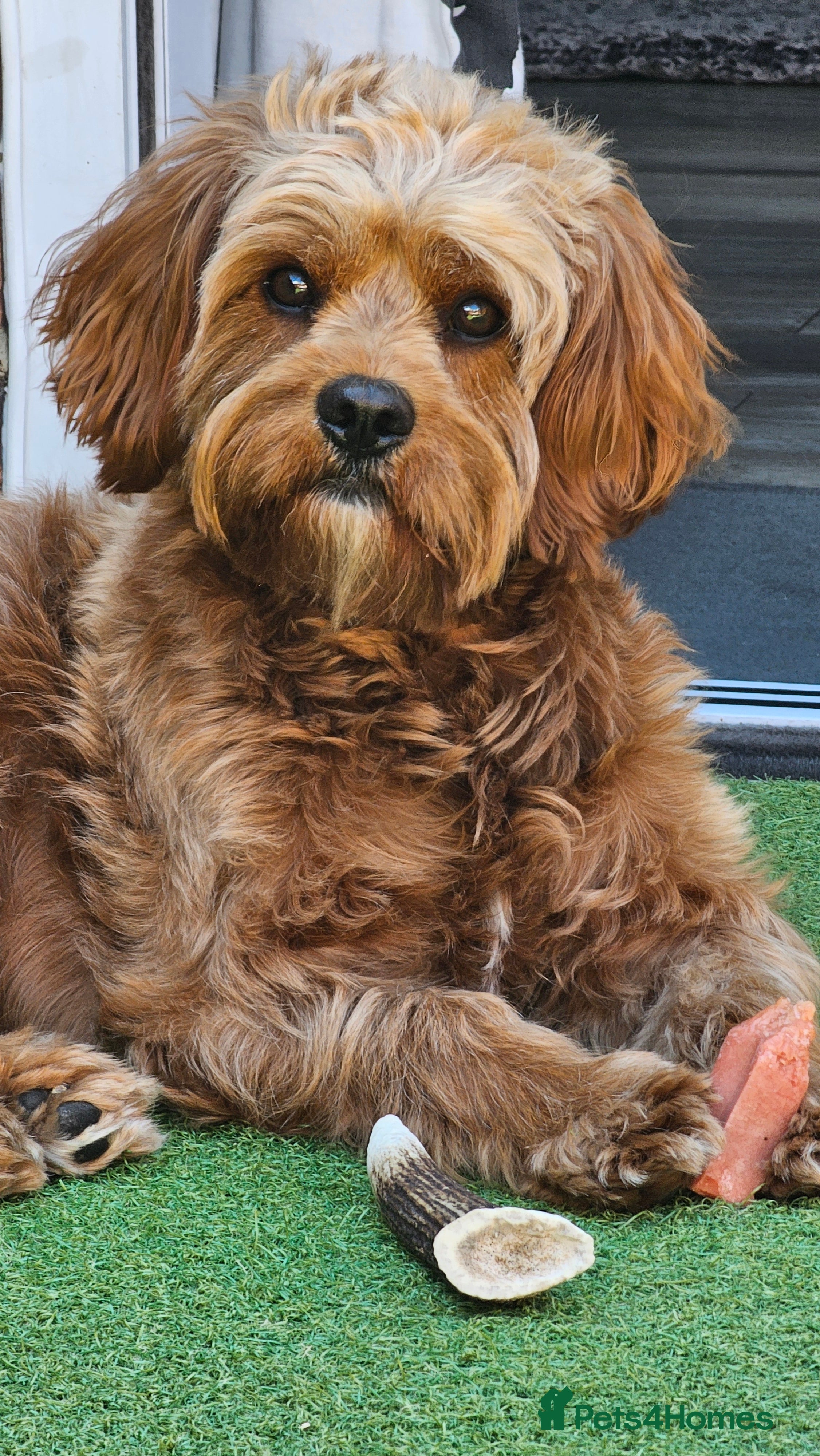 Cavapoo dogs Cavapoo stud available - healthy male - Advert 1