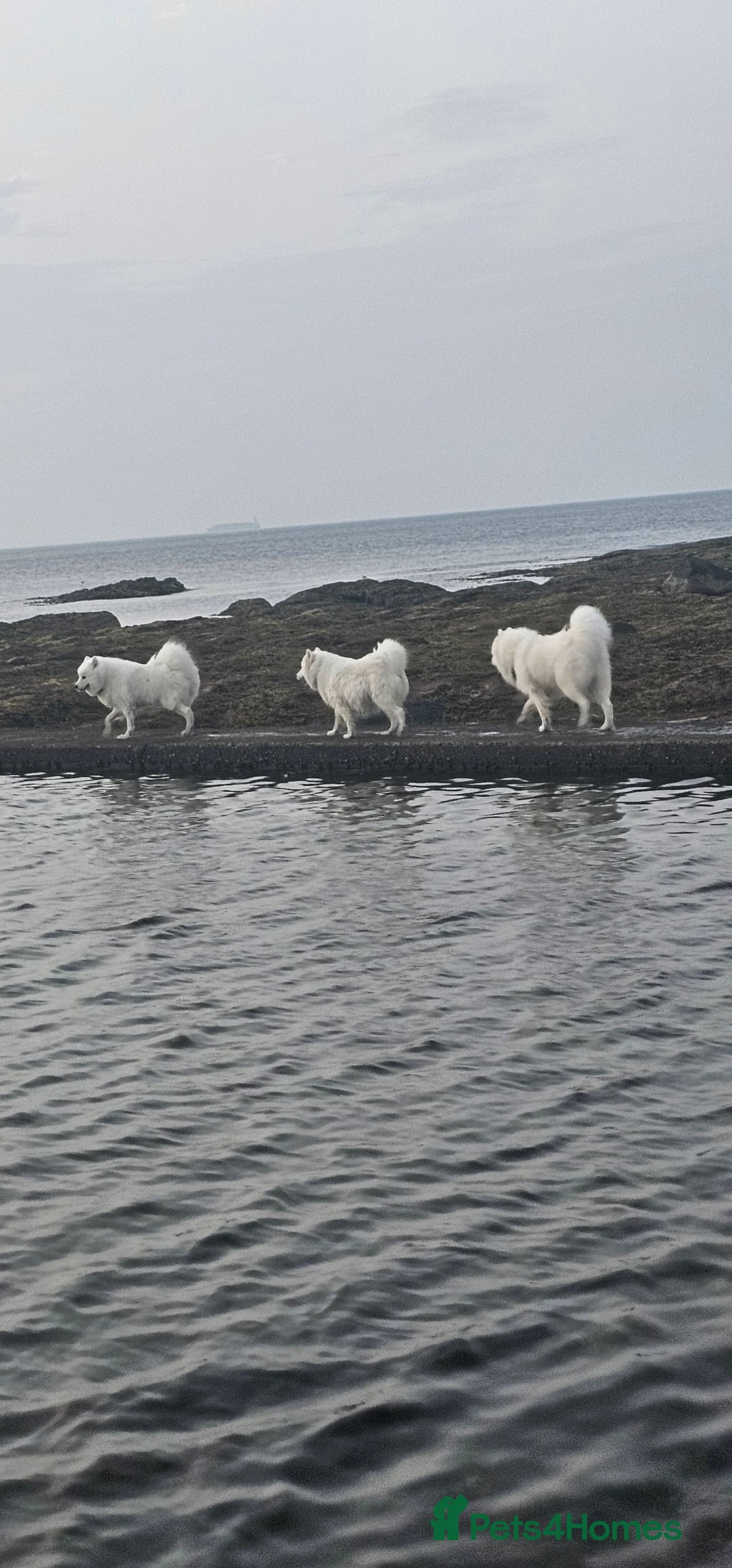 Samoyed dogs for sale: Juz są !!  we accept a reservation now  - Image 5
