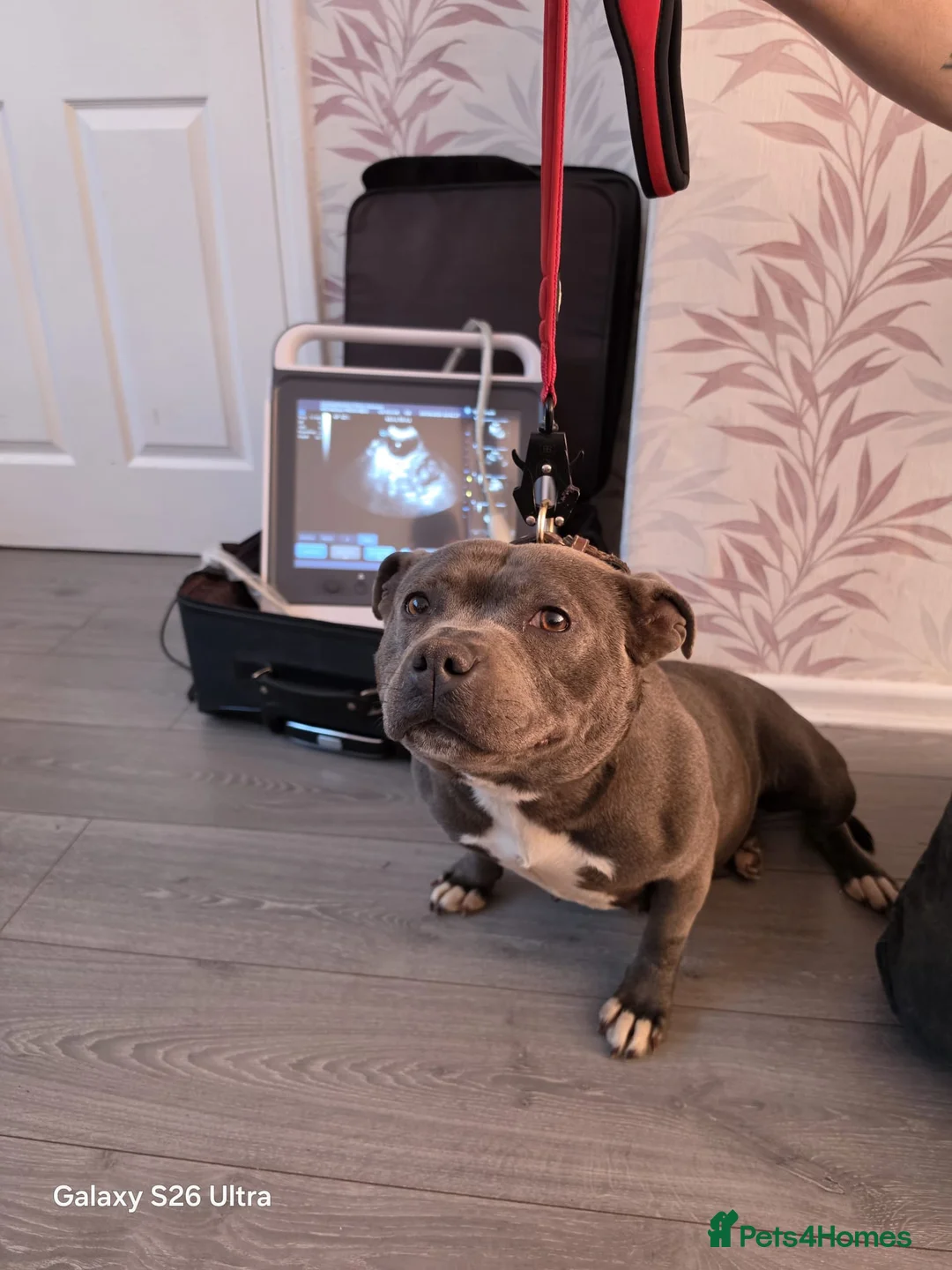 Staffordshire Bull Terrier dogs for sale: Pregnancy confirmation for kc blue staffys - Advert 2