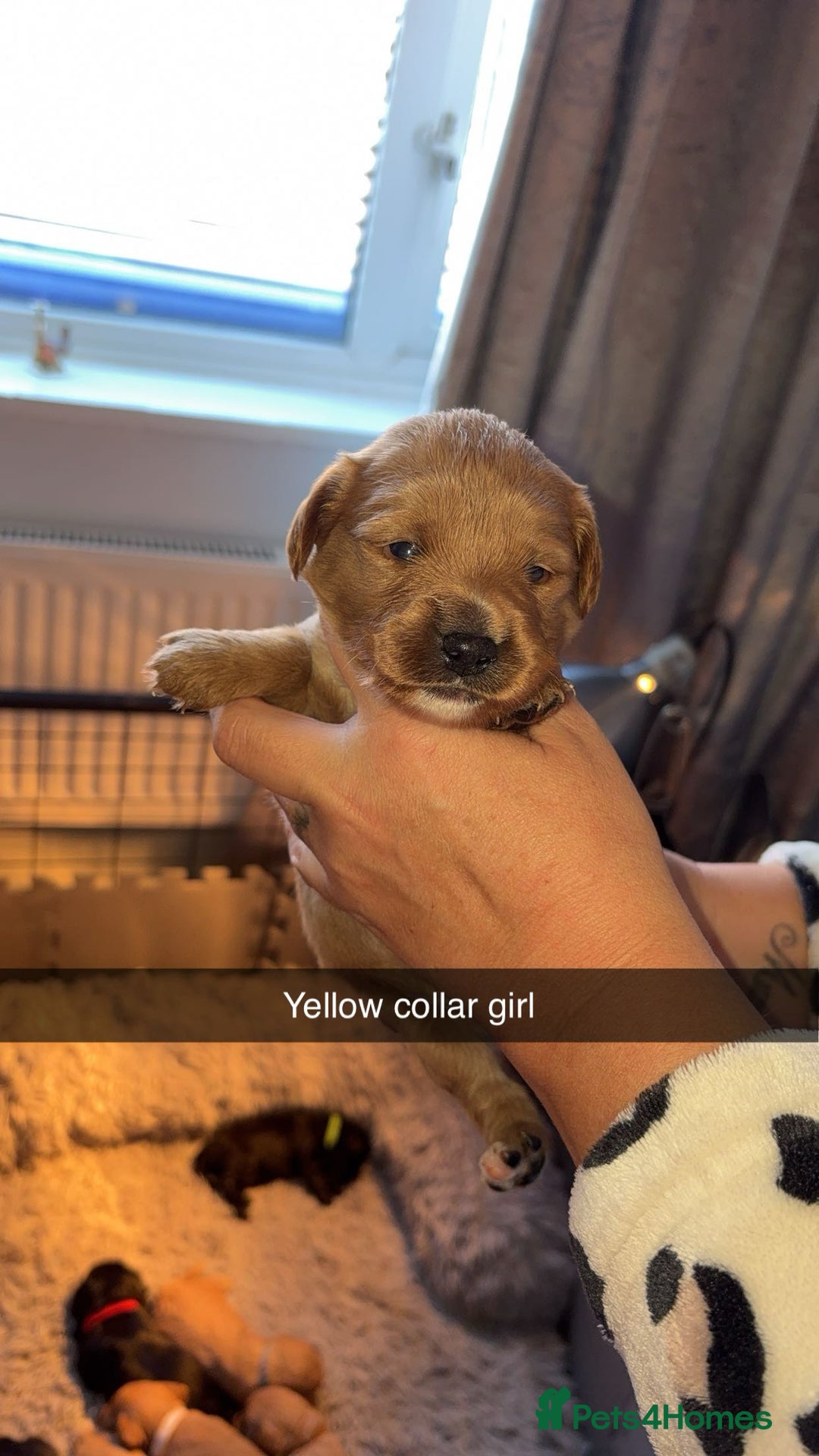 Cavapoochon dogs for sale: Cavapoochon puppies  - Advert 17