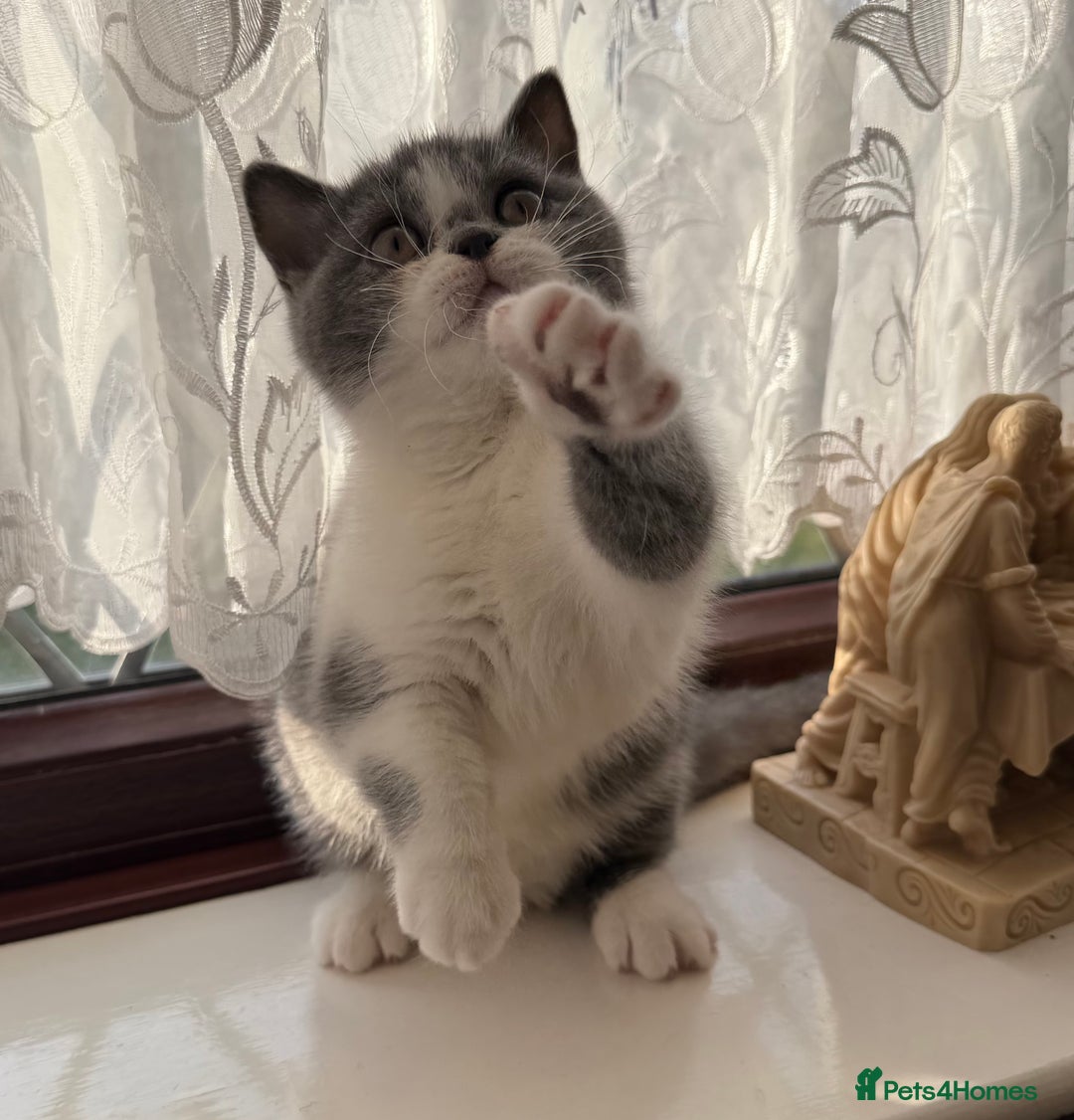 British Shorthair cats for sale: British Shorthair kittens  - Advert 4