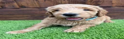 Double Doodle dogs for sale: Sunning littler of Australian Double Doodles  - Advert 19