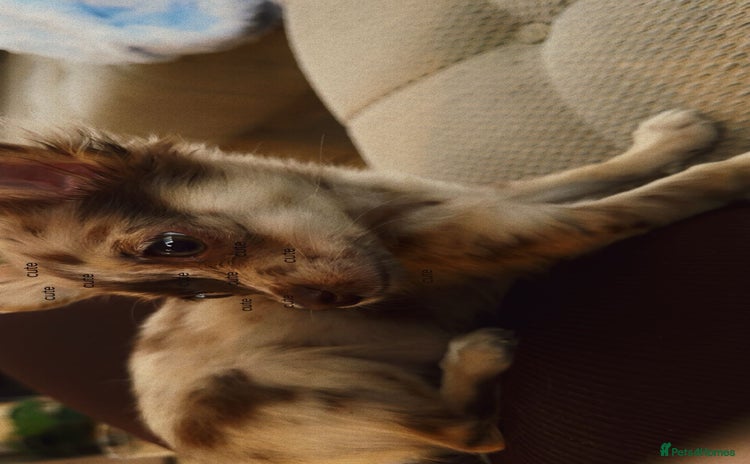Chihuahua dogs - Advert 8