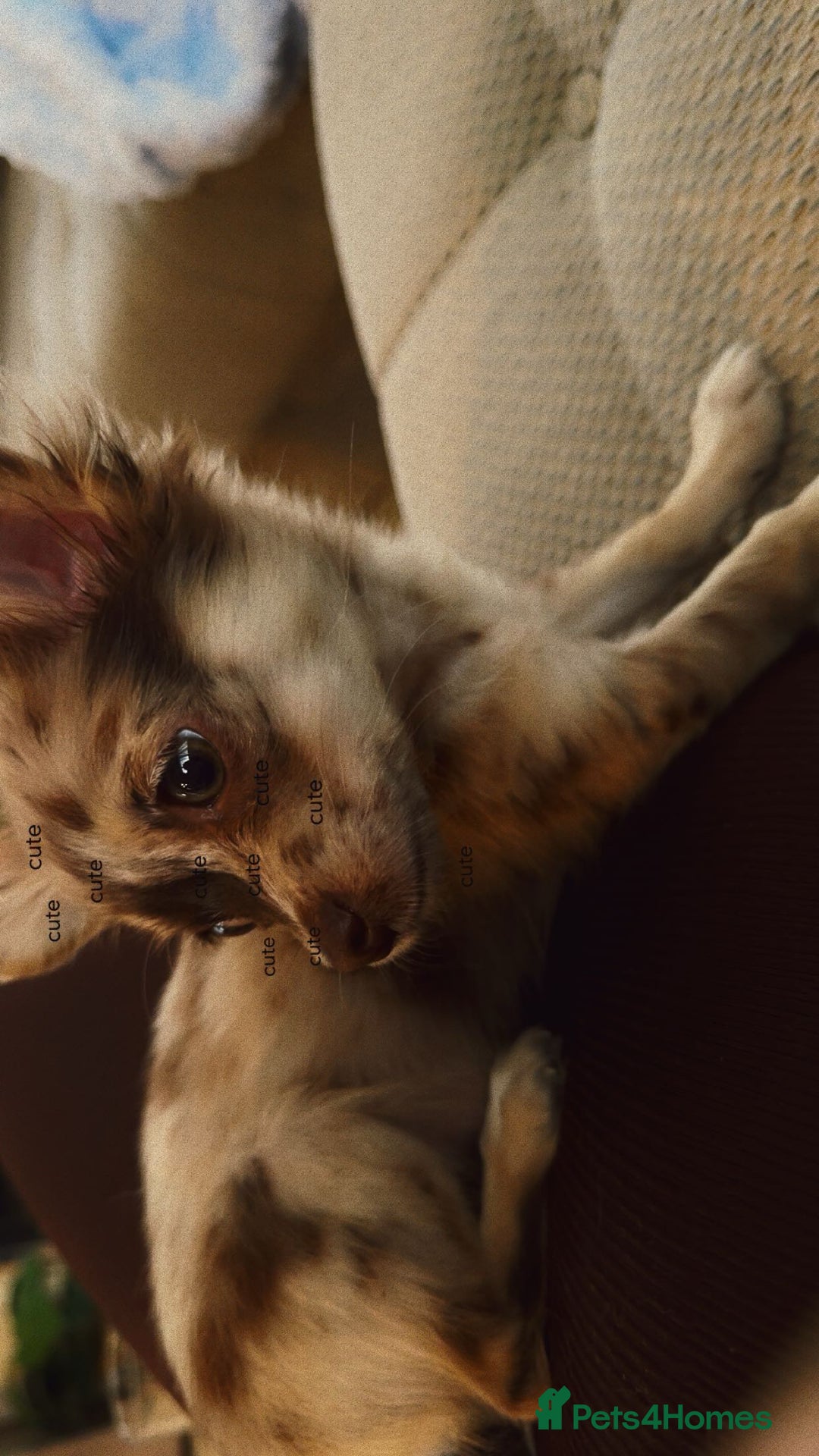 Chihuahua dogs for sale: Chihuahua puppy - Image 1