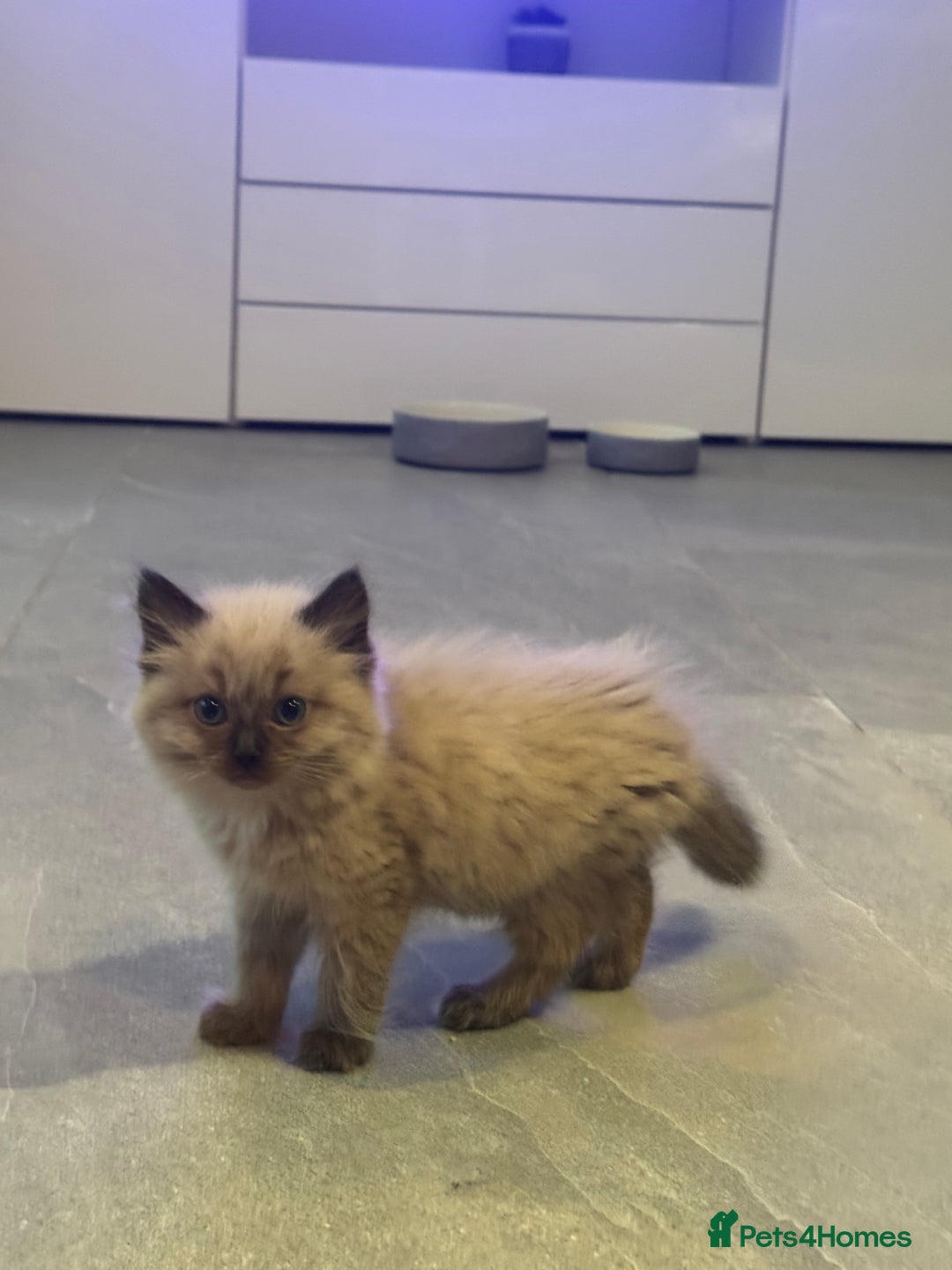 Ragdoll cats for sale: Stunning Female Seal Mink Ragdoll Kitten  - Image 7