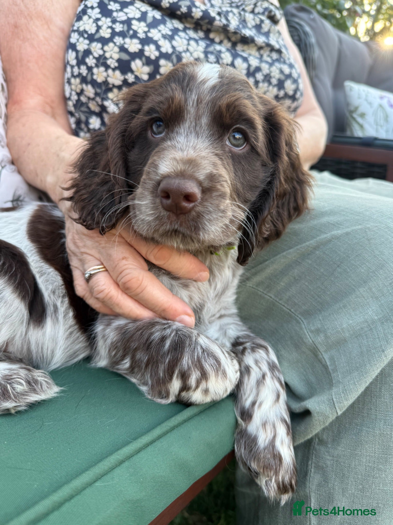 Cocker Spaniel dogs Final 2 Puppies Ready for their forever homes - Advert 2
