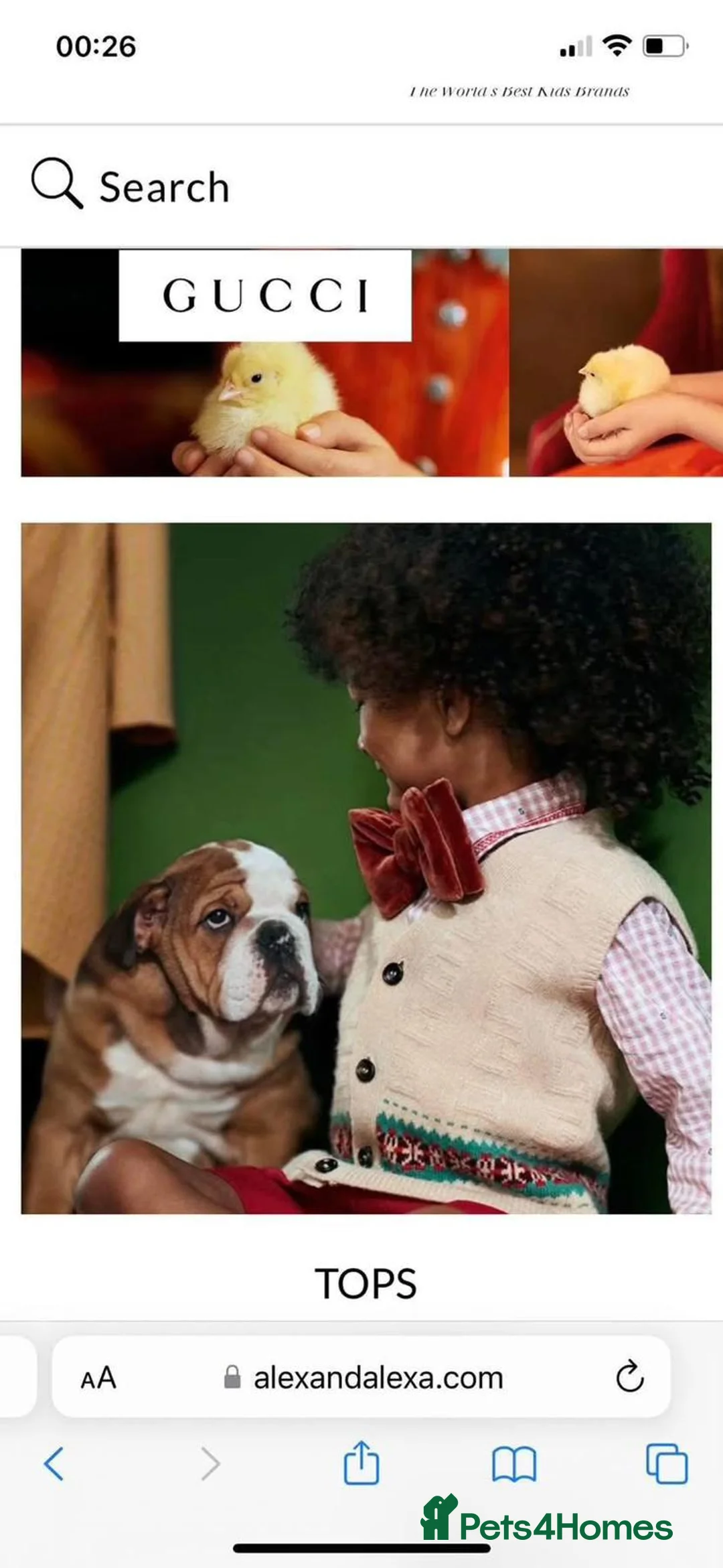 English Bulldog dogs for sale: KC registered beautiful English Bulldog puppies - Advert 2