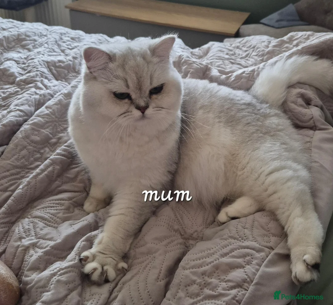 British Shorthair cats for sale: Registered Golden & Black tipped  - Advert 9