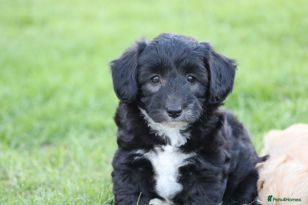 Cavapoochon dogs for sale: Cavapoochon puppies for sale - Image 25