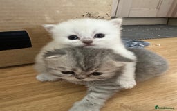 Persian cats for sale: 2 stunning pure pedigree Persian chinchilla kitten - Image 6
