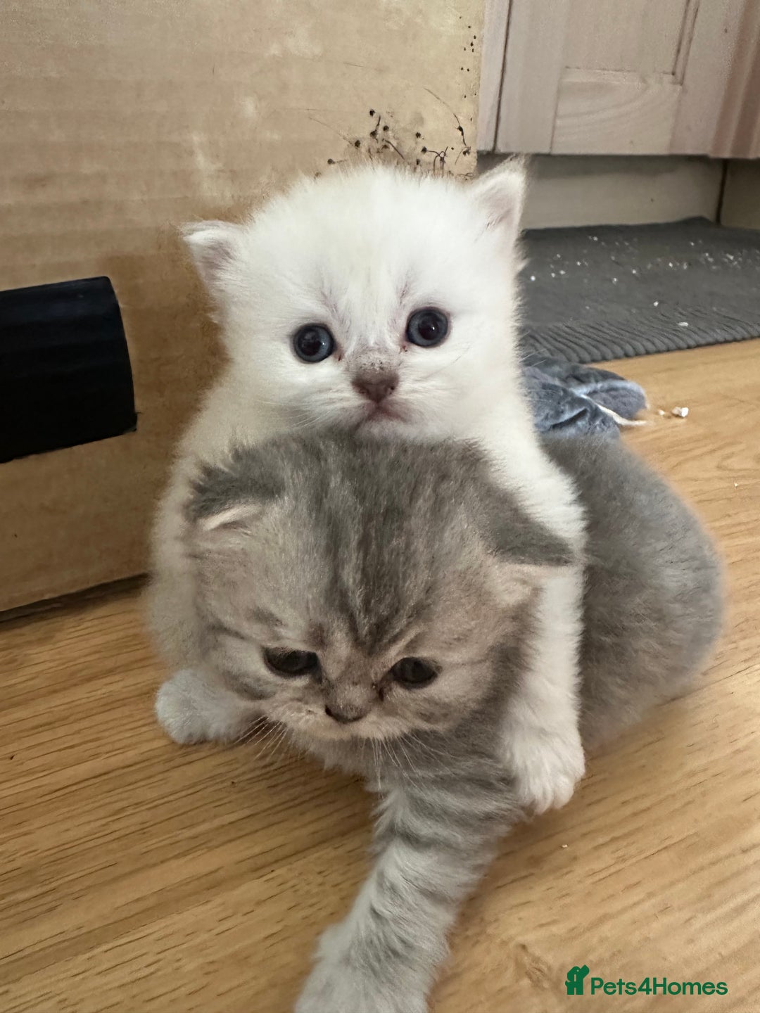 Persian cats for sale: 2 stunning pure pedigree Persian chinchilla kitten - Image 6