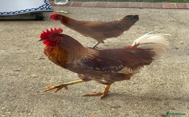 Chickens poultry - Advert 20