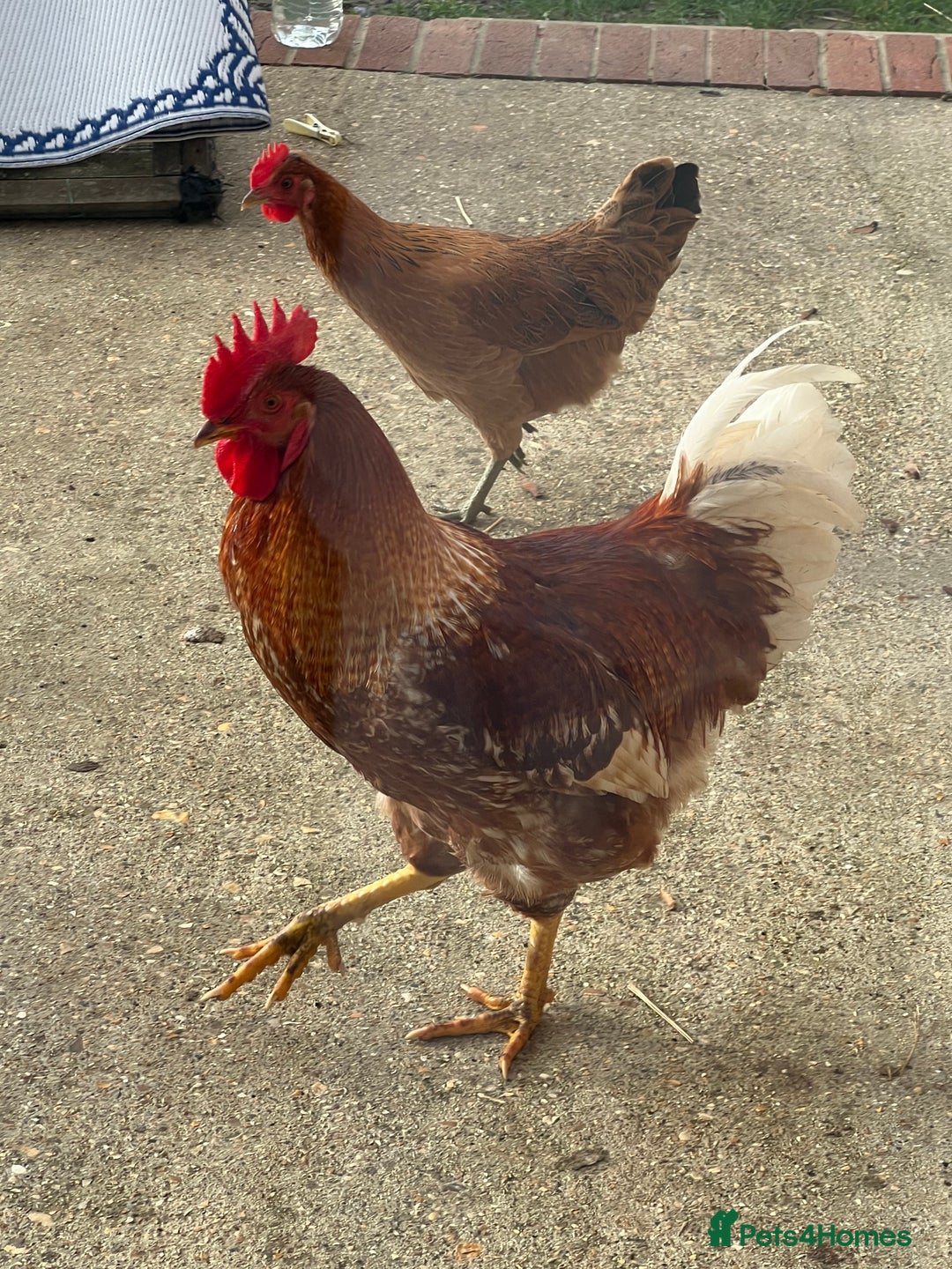 Chickens poultry for sale: Magnificent Young Rhode Island Red Rooster - Advert 1
