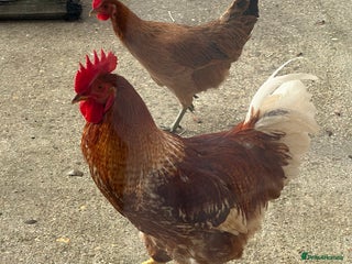 Chickens poultry - Advert 33