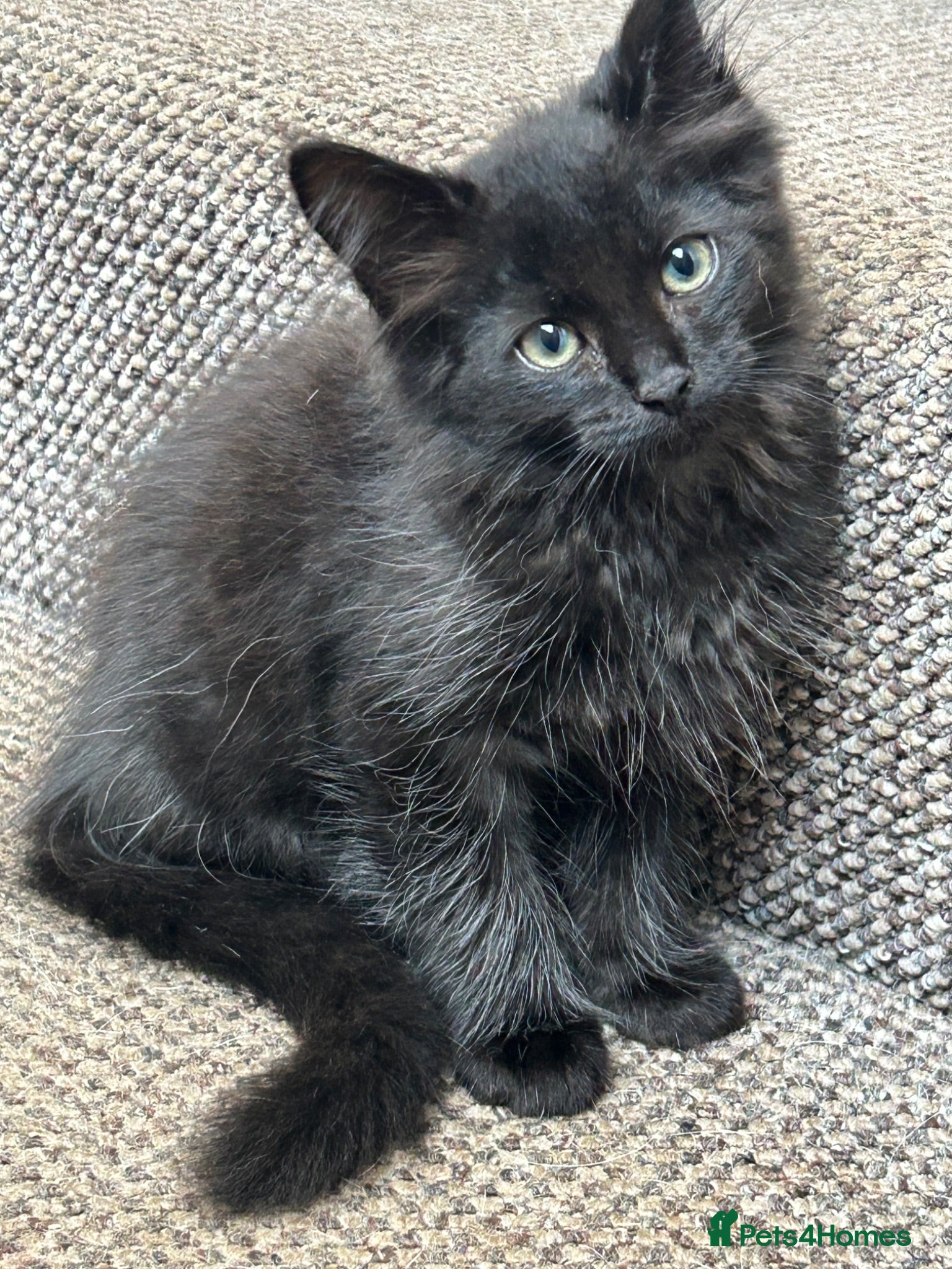 Mixed Breed cats Black half Ragdoll kittens for sale - Advert 1