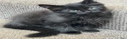 Mixed Breed cats for sale: Black half Ragdoll kittens for sale - Advert 1