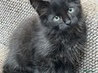 Mixed Breed cats Black half Ragdoll kittens for sale - Advert 1