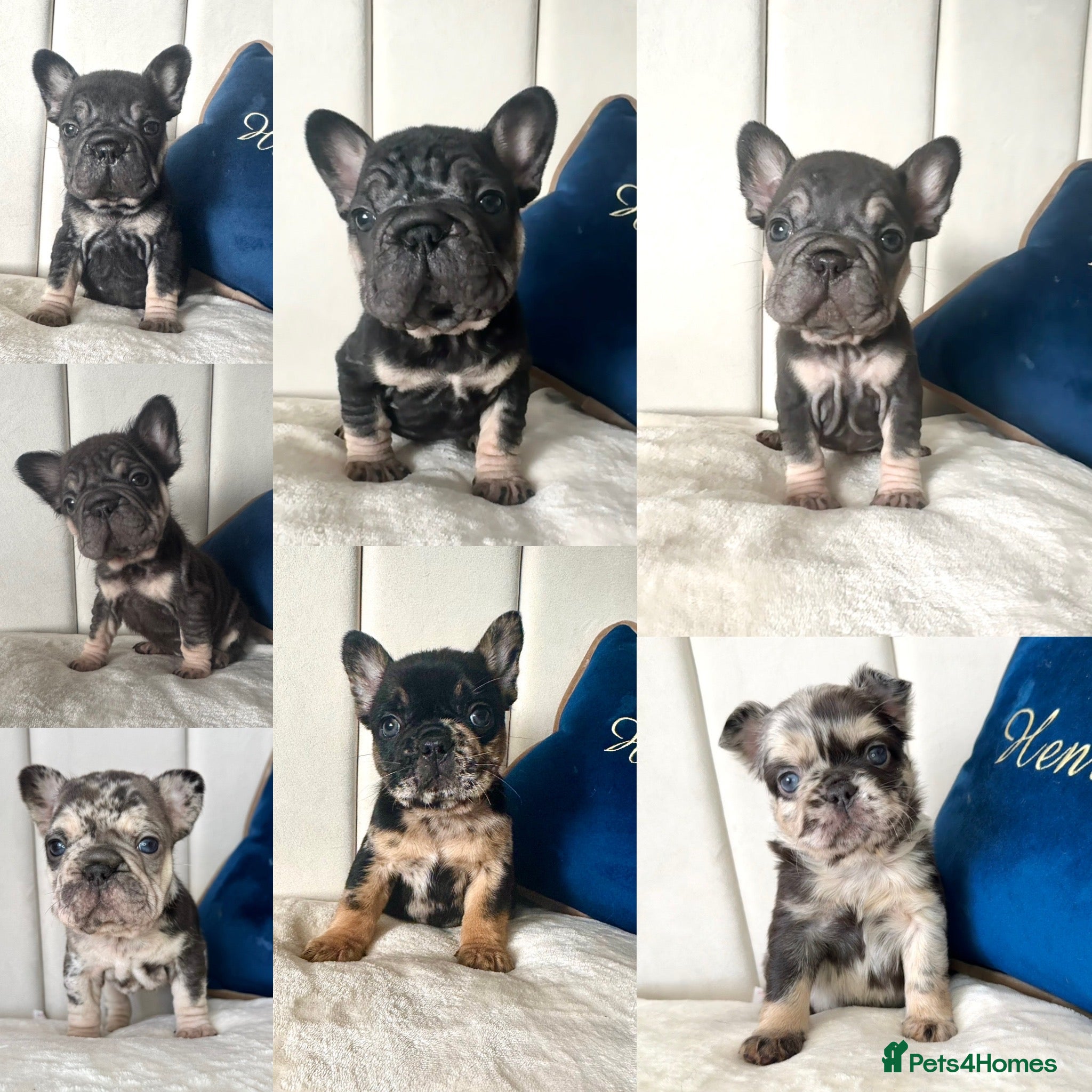 French Bulldog dogs 𝒮𝓉𝓊𝓃𝓃𝒾𝓃𝑔 𝒯𝒾𝓃𝓎 𝒻𝓇ℯ𝓃𝒸𝒽𝒾ℯ𝓈 - Advert 1