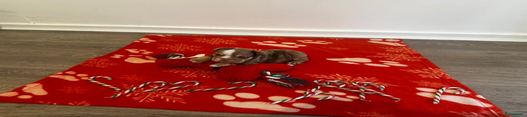 English Bulldog Puppy 4