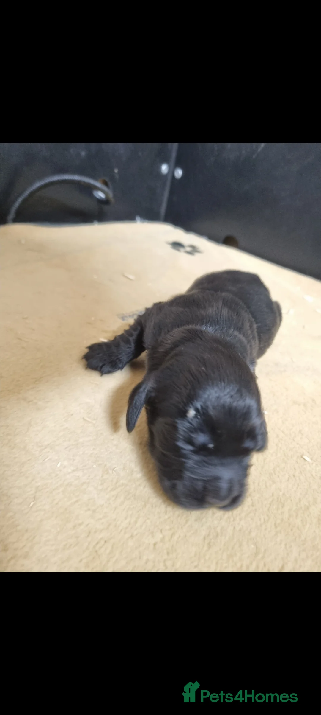 Cocker Spaniel dogs for sale: Working cocker spaniel puppies - Advert 1