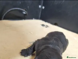 Cocker Spaniel dogs Working cocker spaniel puppies - Advert 1