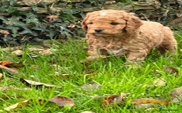 Cockapoo dogs for sale: F1b Toy Cockapoos 5⭐️ Licensed Breeder DNA Clear - Image 14
