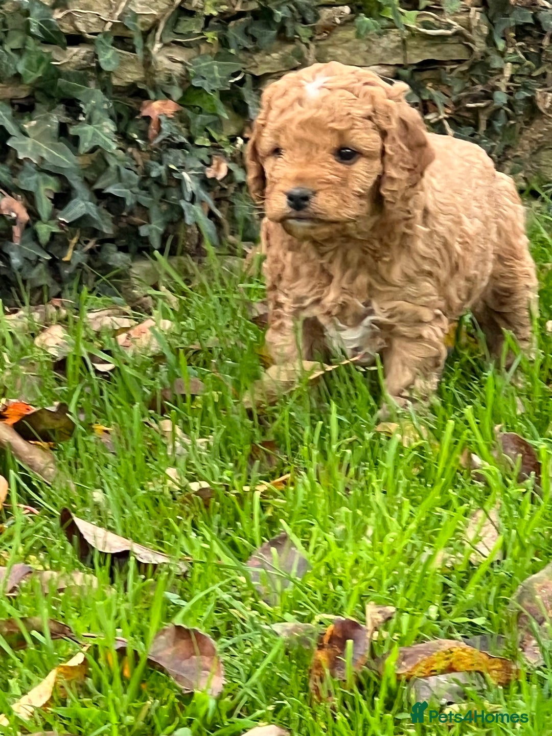 Cockapoo dogs for sale: F1b Toy Cockapoos 5⭐️ Licensed Breeder DNA Clear - Image 14