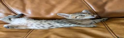 Bengal cats for sale: Adorable friendly Bengal kittens ready now!! - Advert 7