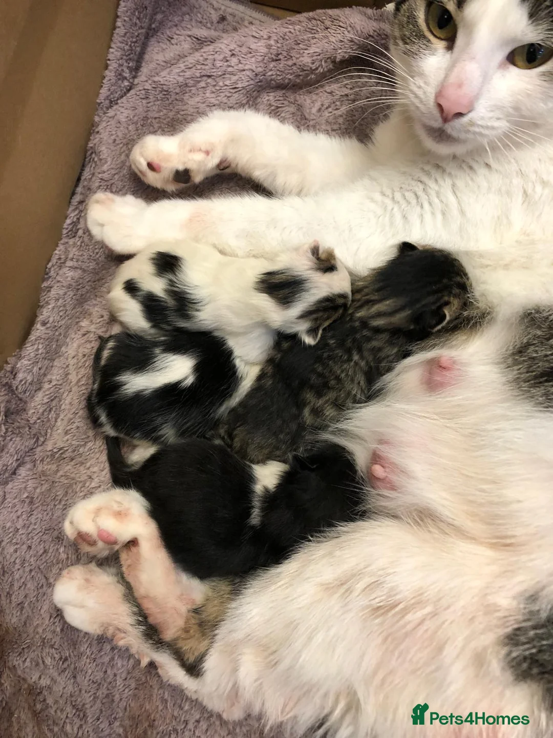 Domestic Shorthair cats for sale: 2 kittens - Advert 4