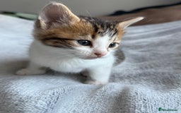 Mixed Breed cats for sale: Adorable Kittens Looking for Their Forever Homes ✨ - Image 13