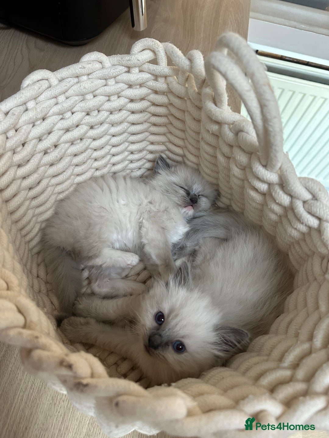 Ragdoll cats for sale: 2 PURE BRED CHAMPION LINE RAGDOLLS READY NOW - Advert 5