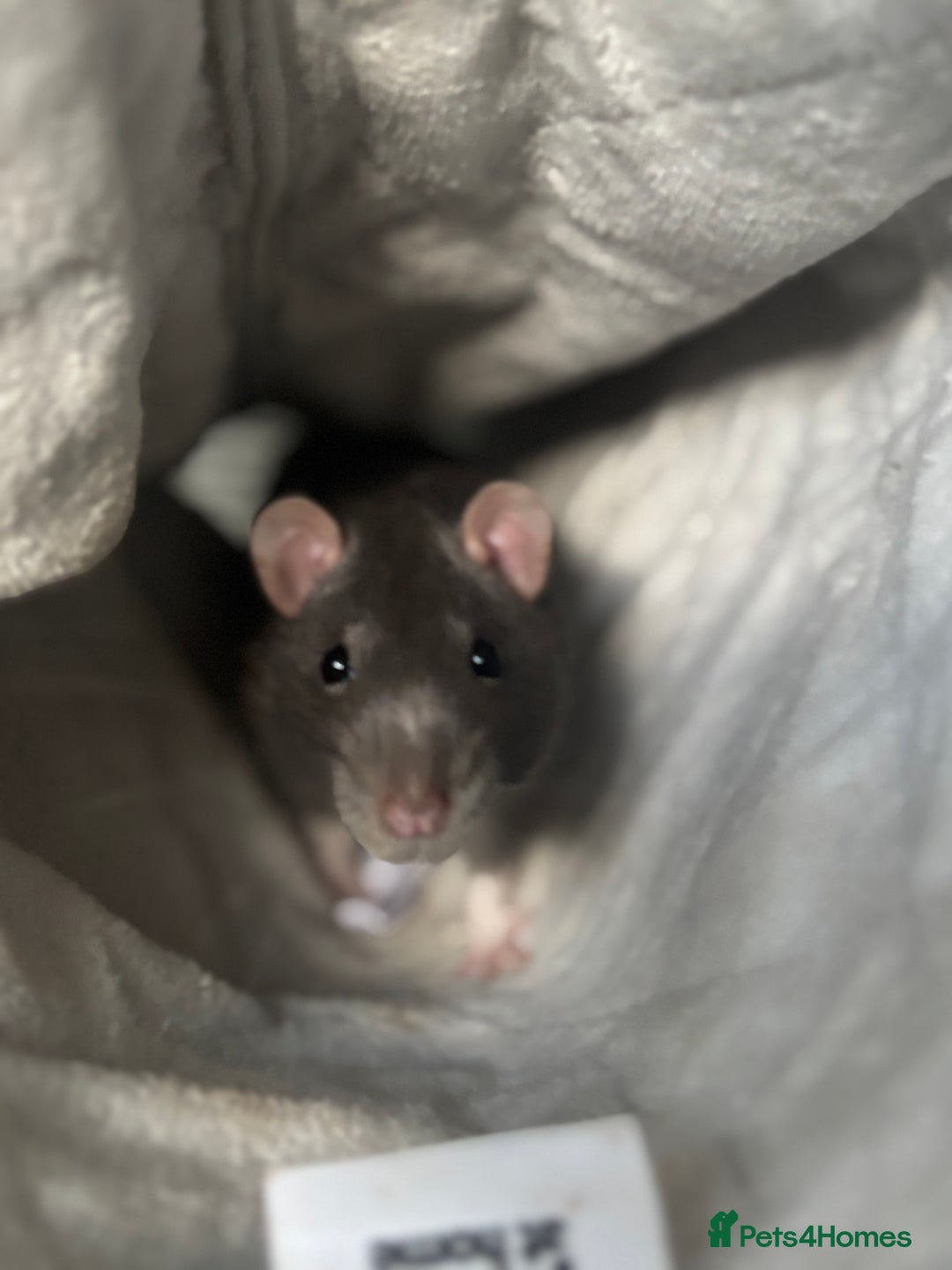 Rat rodents for sale: 2 friendly male rats for sale - Advert 4