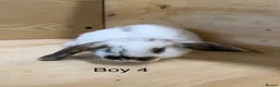 Mini Lop rabbits for sale: Beautiful mini lop bunnies - Advert 5