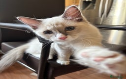 Ragdoll cats for sale: 3 Gorgeous Ragdoll Kittens - Image 4