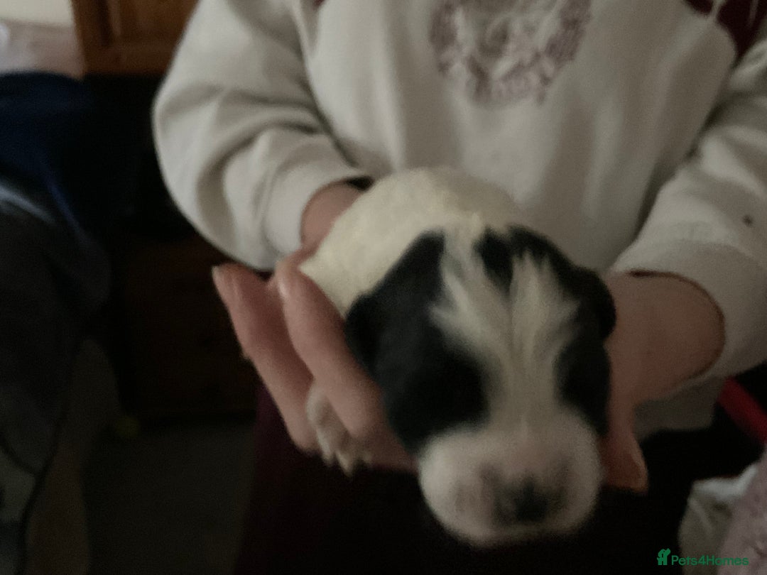 English Springer Spaniel dogs for sale: ESS RKC reg pups - Advert 2