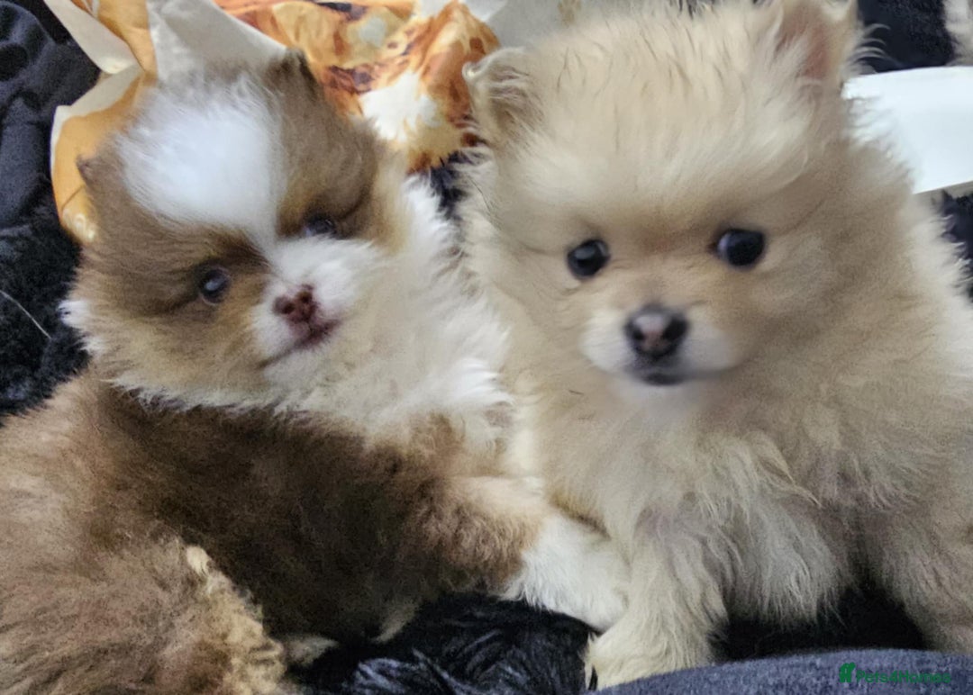 Pomeranian dogs for sale: Beautiful pom puppies -fully vaccinated  - Image 15
