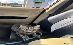 Mixed Breed cats for sale: 5 Month old kitten looking for a new home - Image 3