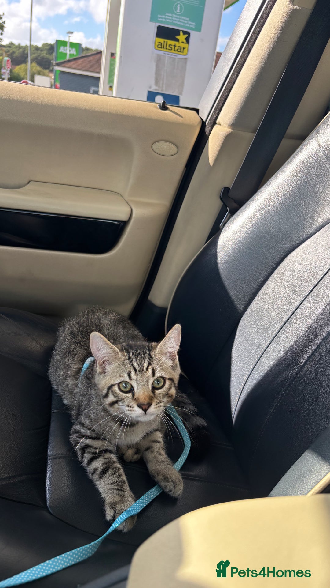 Mixed Breed cats for sale: 5 Month old kitten looking for a new home - Image 3